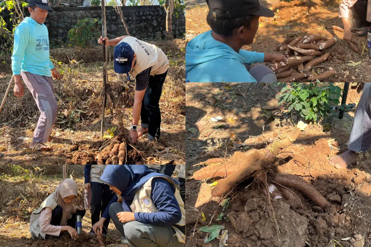 Dari Kampus ke Ladang, Mahasiswa BBK UNAIR Belajar Panen Singkong Bersama Petani