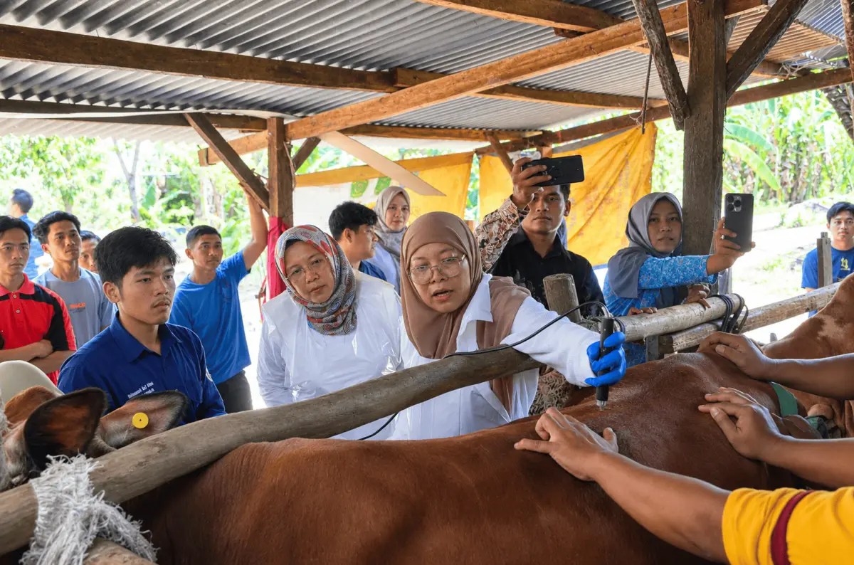 Prodi Teknologi Veteriner Fakultas Vokasi UNAIR Dorong Efisiensi Reproduksi Sapi Potong Lamongan melalui Teknologi Laserpunktur